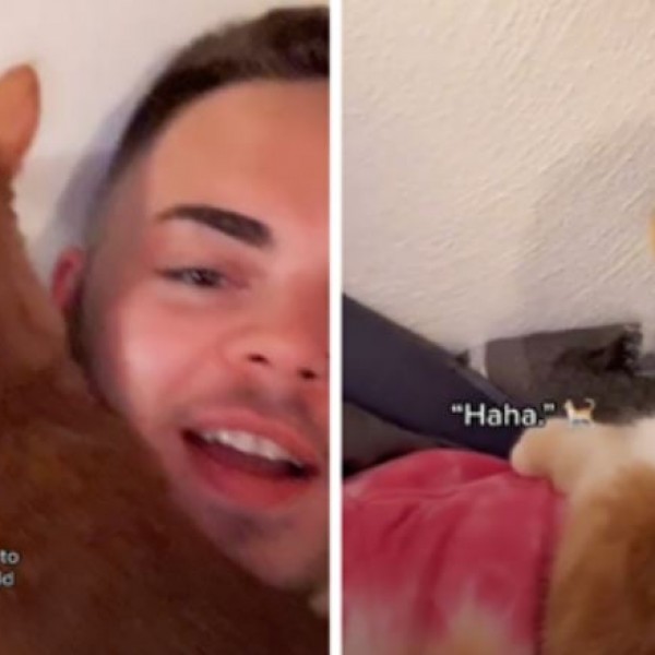 Ова мора да го слушнете: Сопственик ја научил мачката да се смее на глас