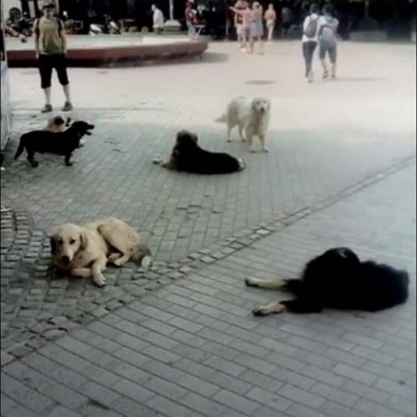 Кучиња скитници беснеат низ Скопје: Само вчера нападнати тројца Скопјани