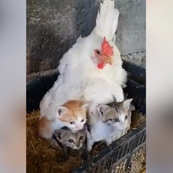 Видео кое ќе ви го разубави денот: Запознајте ја кокошката која посвоила мачиња