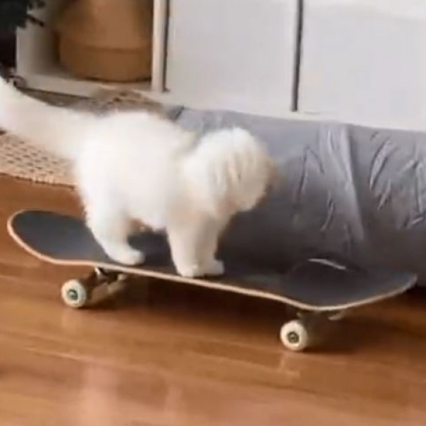 Нешто најслатко што ќе го видите денес: Мачка вози скејтборд
