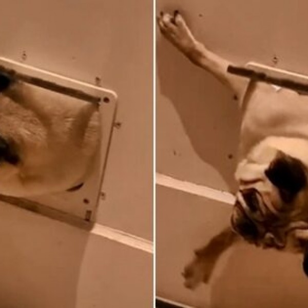 Урнебесно видео: Она кога мопс ќе се прецнеи и ќе остане заглавен во вратата за домашни миленици