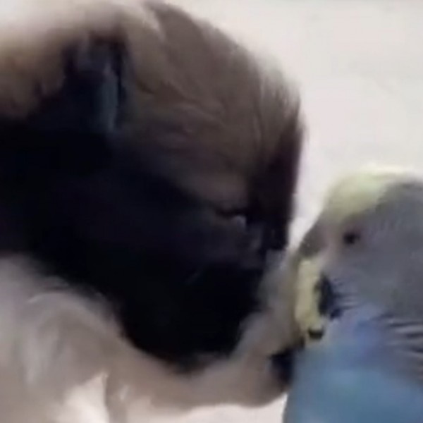 Најслаткото видео: Необичното пријателство на кученце и папагал ги воодушеви сите