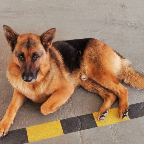 Неверојатната приказна за кучето Џанго: Талкало 20 дена, а потоа на неочекуван начин ги пронашло сопствениците