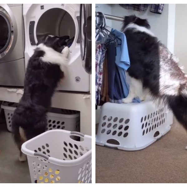 Хит видео: Куче им помага на сопствениците во домашните обврски
