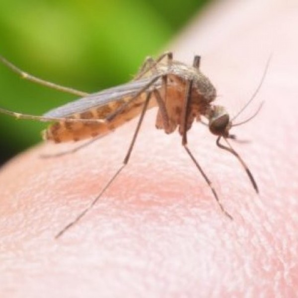 Ќе заборавите на комарците ова лето: Вистинско време е за да ја имате оваа билка дома