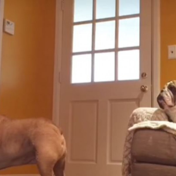 Сакала да види што прават нејзините кучиња кога не е дома: На ова не се надевала