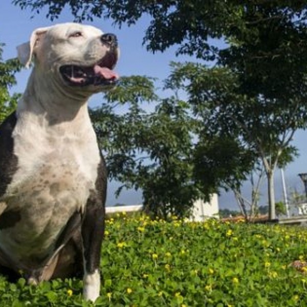 Куче првпат проба појас за спасување: Гестот скоро ја расплака сопственичката