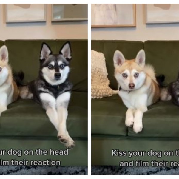 Мора да го видите ова видео: Сопственичката бакнала едно куче, реакцијата на другото е урнебесна