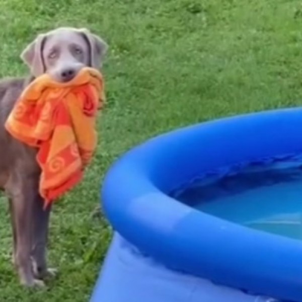 Сопственичката не му давала на кучето да се капе во базенот: Неговата реакција ќе ви го разубави денот