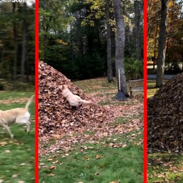 Невидена радост: Куче едвај чека да се раздени за да влета во лисјата