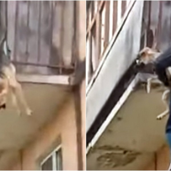 Спасиле куче кое висело од тераса: Причината поради која бегало е претажна