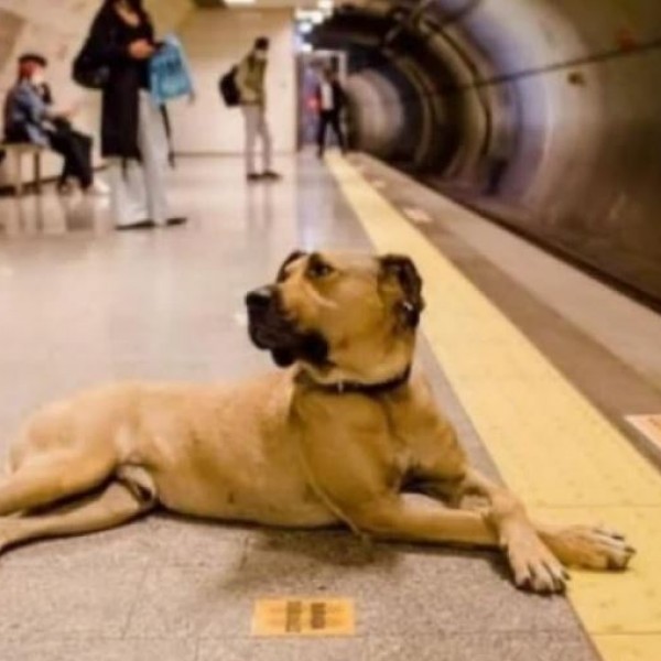 Боџи е вистинска сензација: Куче кое го знае точниот распоред на јавниот превоз