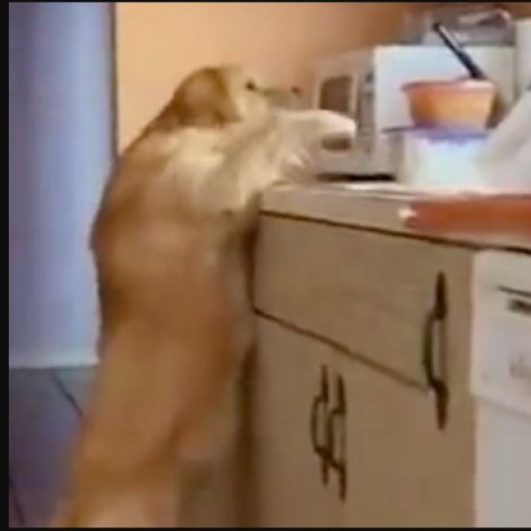 Жив го фатија: Неверојатната реакција на куче уловено среде кражба на храна