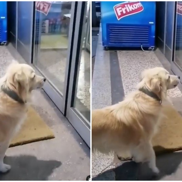 Сцена која ќе ви го скрши срцето: Куче го чека својот сопственик пред вратата од болницата