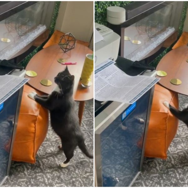 Сите пукаат од смеење: Хит реакција на мачка кога видела принтер за првпат