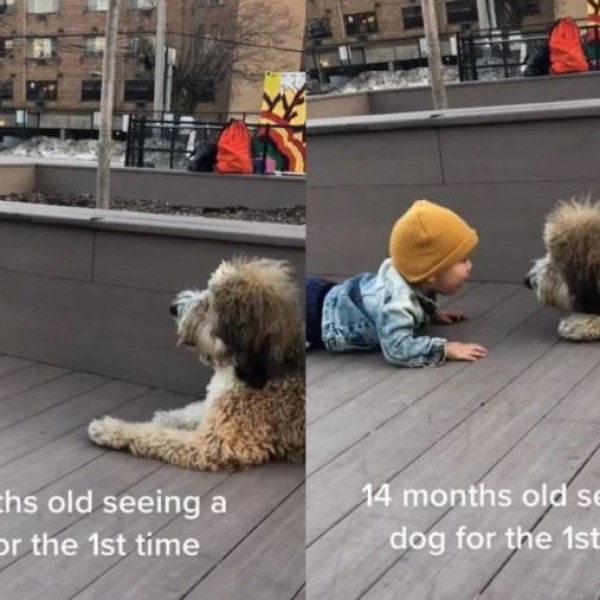 Емотивно: 14-месечно момче за првпат се среќава со куче, неговата реакција ќе ве разнежни