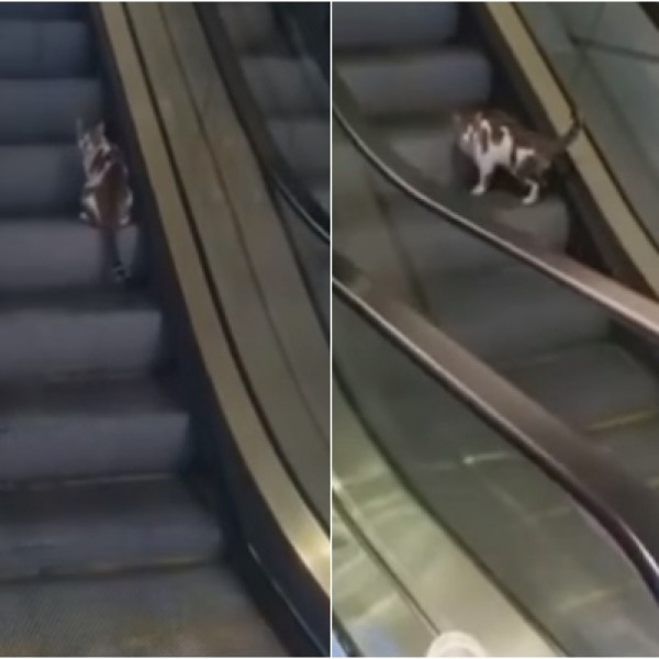 Урнебесно видео: Мачка се обидува да се движи по ескалаторот, но во обратен правец