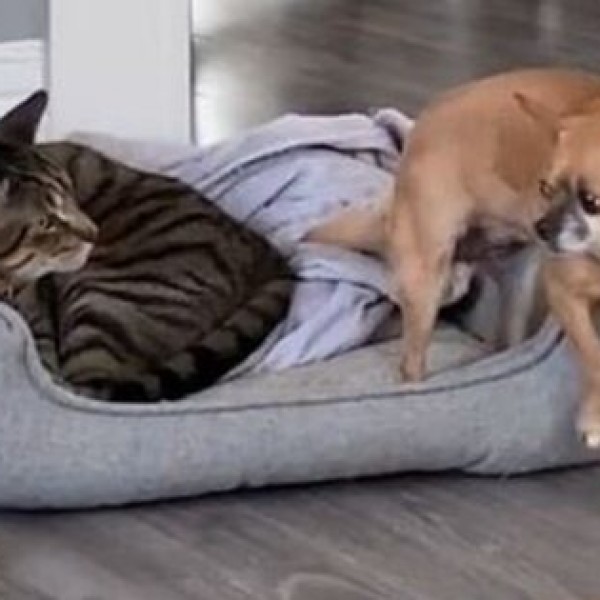 Урнебесна глетка: Куче се обидува да се прикраде во креветот на мачката