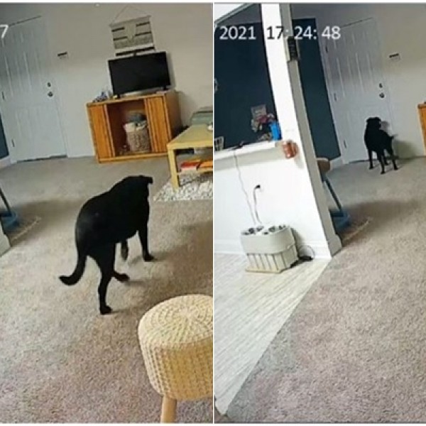 Сопственичка сними што прави нејзиното куче додека таа не е дома: Видеото растажи многумина