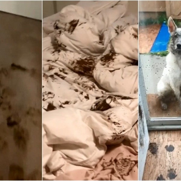 Хит видео: Куче направило хаос во куќата, па глумело дека некој му го подметнал