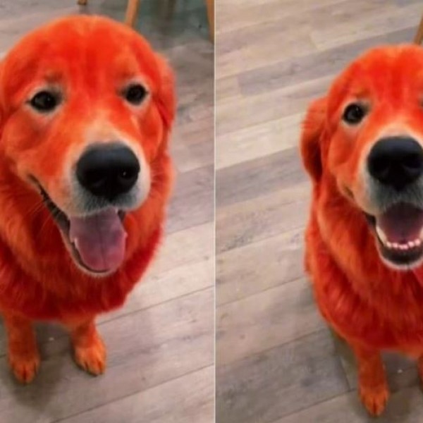 Ја обвинија за злоставување: Го фарба своето куче во црвена боја, а кога ќе слушнете зошто, ќе се шокирате