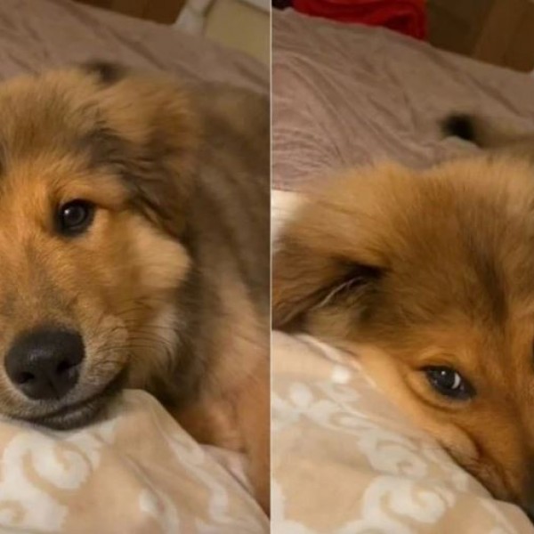 Првпат му дозволила на кучето да се качи на кревет: Неговата реакција ќе ве разнежни (ВИДЕО)