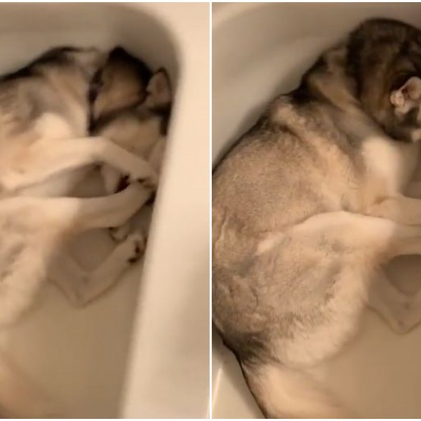 Сопственичката му кажала на кучето на излезе од када: Неговата реакција ќе ве насмее до солзи (ВИДЕО)