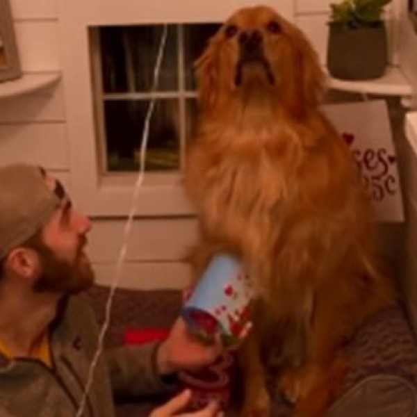 Хит видео: Ова куче ја има најсмешната реакција кога за првпат зголедува балон
