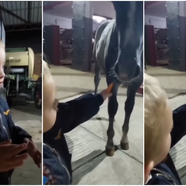 Новото видео од Жељко ги разнежни обожавателите: Неговата реакција додека храни коњ „растопи“ многу срца (ВИДЕО)