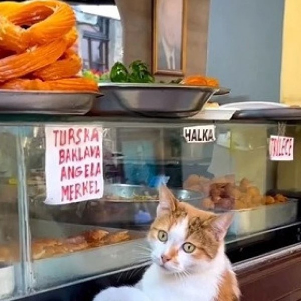 Видео кое ќе ве насмее: Што прават гладните мачки во Македонија? (ВИДЕО)