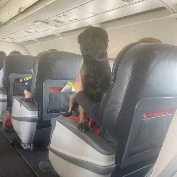 Кучињата трагачи по преживеаните од катастрофалниот земјотрес во Турција добија ВИП третман: Се вратија дома со авион во прва класа
