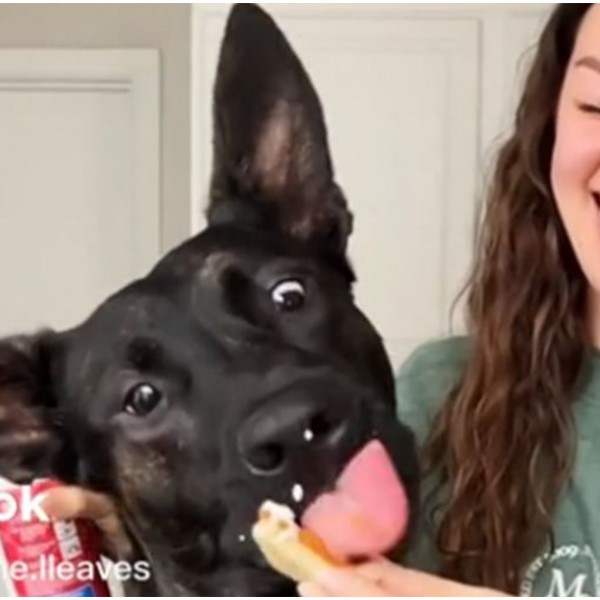 Ова видео има 2.5 милиони прегледи: Три едноставни начини како да го изморите своето куче