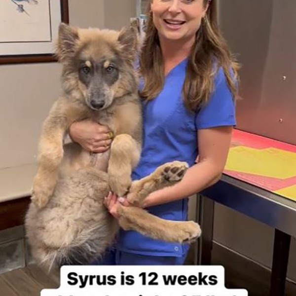 Сајрус е новата четириножна ѕвезда на TikTok: Преслаткото кученце-волк, старо 3 месеци веќе има 16 килограми