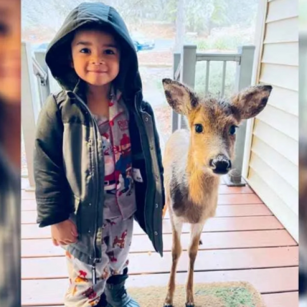 Семејството во шок: Четири годишно момче излегло надвор да си игра, а се вратило со млад елен (ВИДЕО)