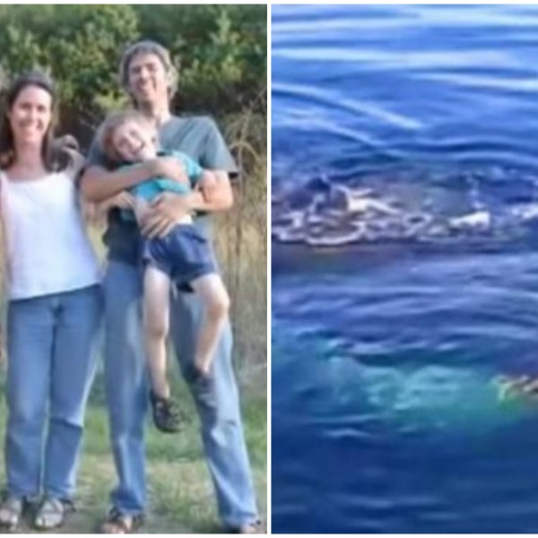 Семејство ослободи заробен кит, а тој им се заблагодари на прекрасен начин